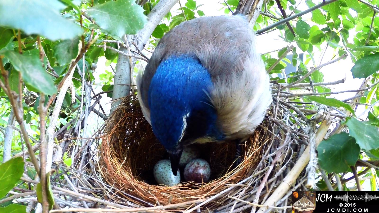 Scrub jay female adjusts eggs medium view santa clarita jcmdi.com